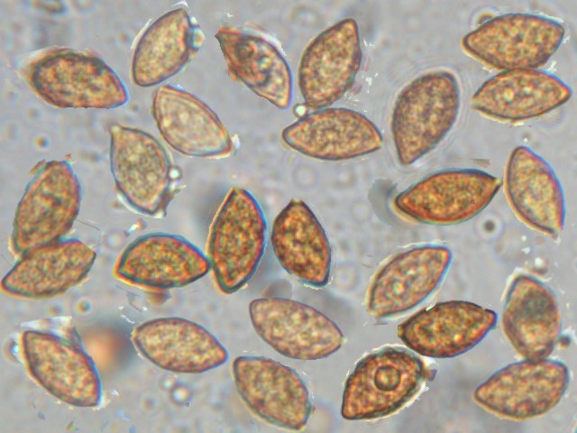 Cortinarius corruscans?